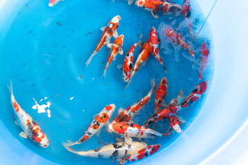Fancy carp fish in blue chamber