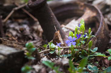 Blooming blue periwinkle on a background of a rusty wheel.