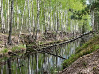 water in channel ditch at drained wetlands area, trees fell across the ditch, Sedas heath, Latvia