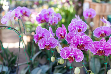 Phalaenopsis orchid flower.Queen of orcid flowers in Thailand in tropical garden