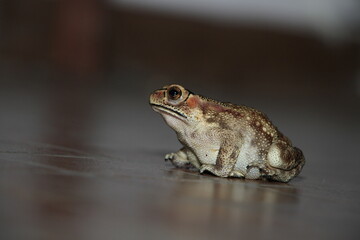 funny toad