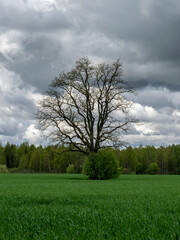 Fototapeta na wymiar landscape with dark tree silhouette on a green field background, expressive clouds