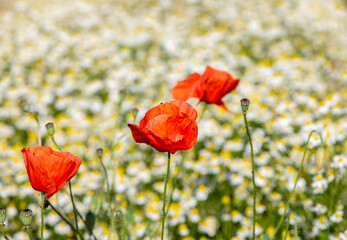 red poppies in the field on a background of daisies