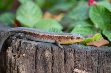 Skink Lizard on gurunge wooden background