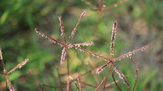 土手の道端に生えてたギョウギシバ（行儀芝)の花