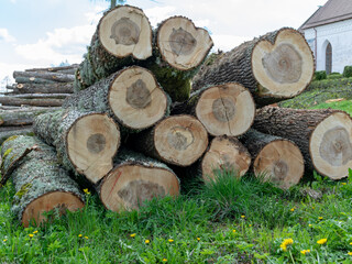 wooden logs of pine woods in the forest, stacked in a pile, cross section of log shows sapwood,...