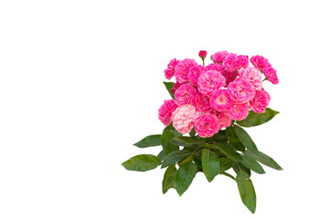 Coral rose flower in roses garden