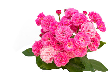 Coral rose flower in roses garden