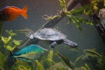 Roti Island snake-necked turtle Chelodina mccordi in aquarium