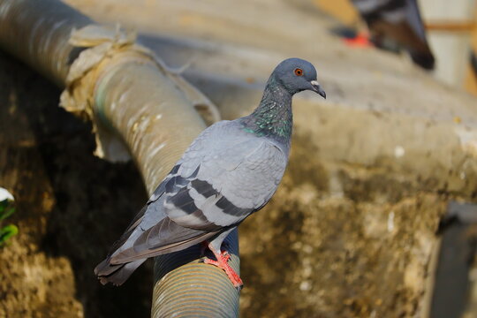 young rock pigeon on the water pipe