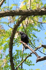 Starling (Sturnus vulgaris) on a branch in the Park