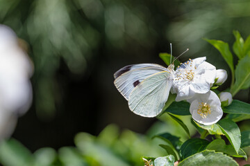 macro shot of a butterfly on a flower