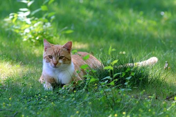 Naklejka na ściany i meble Red cat on the green grass in the Park