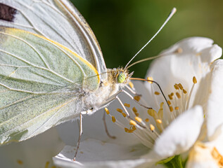 macro shot of a butterfly on a flower