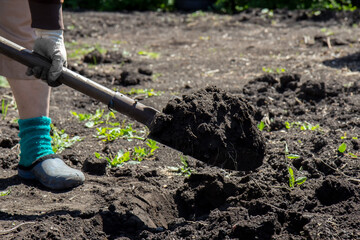 Shovel with the earth in the hands of the gardener