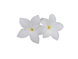 Fototapeta na wymiar White flower isolated on white background. Beautiful Frangipani flowers.
