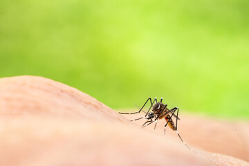 Aedes aegypti or yellow fever mosquito sucking blood on skin,Macro close up show markings on its legs and a marking in the form of a lyre on the upper surface of its thorax