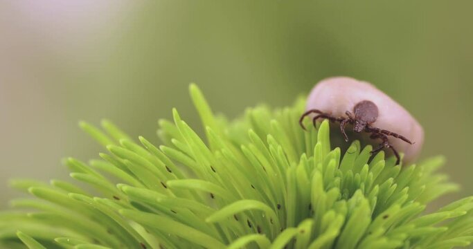 Tick (Ixodes ricinus) walks on green leaf. Danger insect can transmit both bacterial and viral pathogens such as the causative agents of Lyme disease and tick-borne encephalitis.