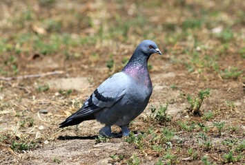 Grey pigeon (Columba livia) in the Park