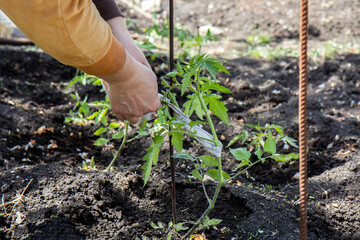 Female hands tie up tomatoes