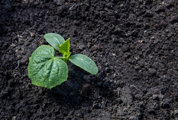 Young leaves of cucumber