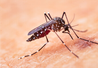 Aedes aegypti Mosquito. Super macro close up a Mosquito sucking human blood,