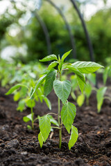 Young leaves of pepper