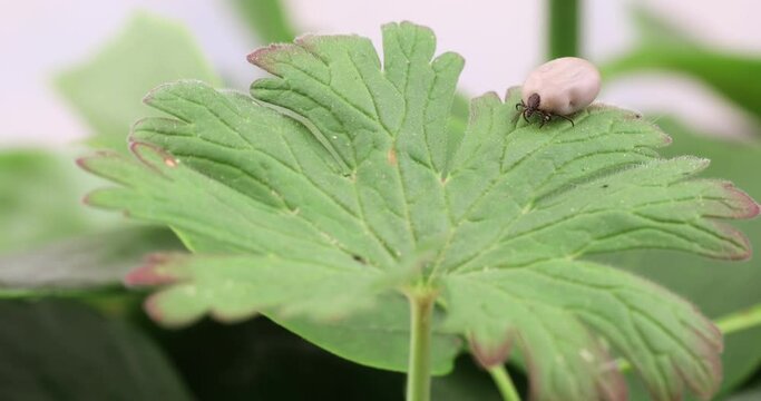 Tick (Ixodes ricinus) walks on green leaf. Danger insect can transmit both bacterial and viral pathogens such as the causative agents of Lyme disease and tick-borne encephalitis.