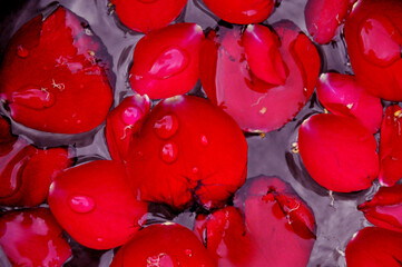 red rose leaf
