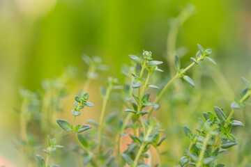 Thyme plant growing in the herb garden