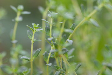 Fototapeta na wymiar Thyme plant growing in the herb garden