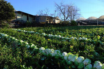 Fototapeta na wymiar Vietnamese farmer harvest cabbage on agriculture field Da Lat, Vietnam