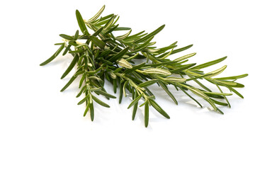Rosemary in herb garden ,macro close up leaf on white background
