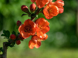 picture with beautiful pink quince bush flowers
