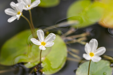 Fototapeta na wymiar flower of Nymphoides ezannoi or floatingheart or mini lotus