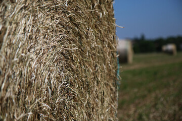 Rotoballe sotto il cielo azzurro in una giornata di inizio estate