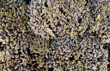 Dried tiny daisy flower background