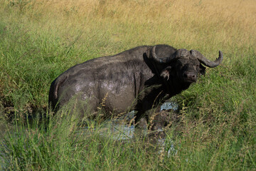 Obraz premium Cape buffalo stands in muddy water hole