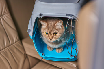 Cute gray cat in a pet carrier in the car