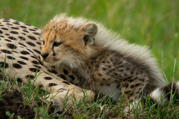 Cheetah cub lies leaning forward on mother