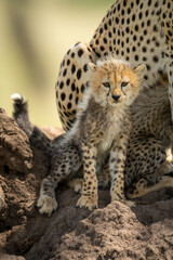 Cheetah cub sits by family on mound