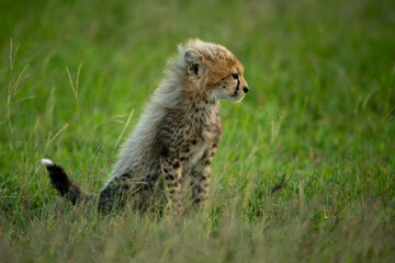 Cheetah cub sits in profile in grass