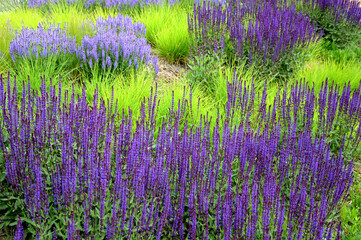 Salvia nemorosa Stippa capilata lush flower bed with sage blue and purple flower color combined with  yellow ornamental grasses lush green color perennial flower bed - obrazy, fototapety, plakaty
