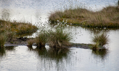 landscape with old peat bog and swamp vegetation, Niedraju Pilka bog, Latvia