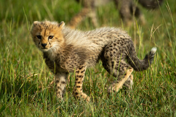 Fototapeta na wymiar Cheetah cub walks through grass in sunlight