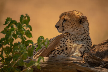 Cheetah lies on termite mound by plant