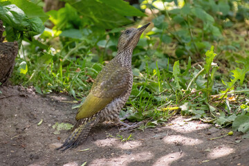 European green woodpecker (Picus viridis), wildlife in nature