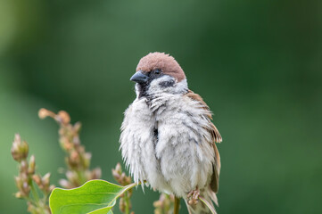 Eurasian tree sparrow (Passer Montanus) sitting sideways on a branch.
