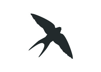 Swallow icon. swallow bird fly icon.  Bird vector design. 