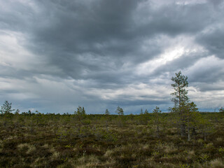 a storm cloud over swamp pines
